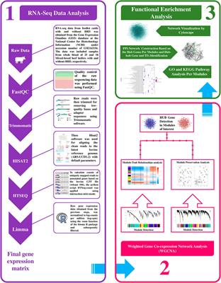 Integrated Network Analysis to Identify Key Modules and Potential Hub Genes Involved in Bovine Respiratory Disease: A Systems Biology Approach